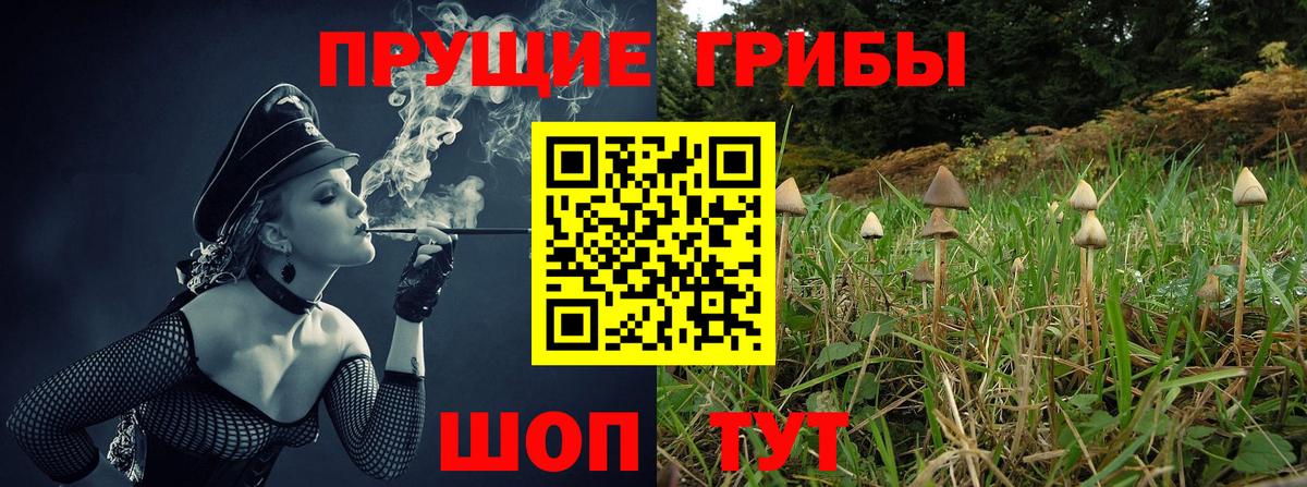 купить наркотики сайты  Галлюциногенные грибы Psilocybine cubensis  Галлюциногенные грибы Magic Shrooms  Вход с VPN  Сокол 
